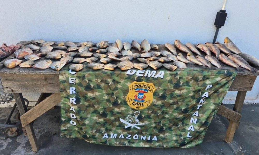 Polícia Civil apreende 72 unidades de pescado armazenados em uma residência em Cuiabá