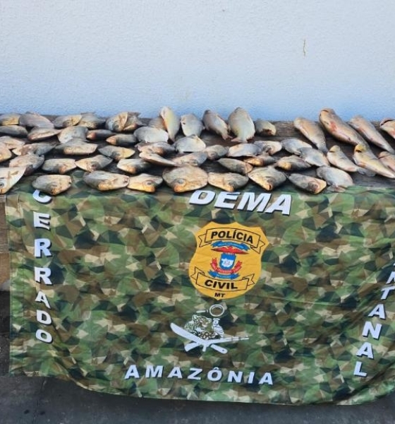 Polícia Civil apreende 72 unidades de pescado armazenados em uma residência em Cuiabá
