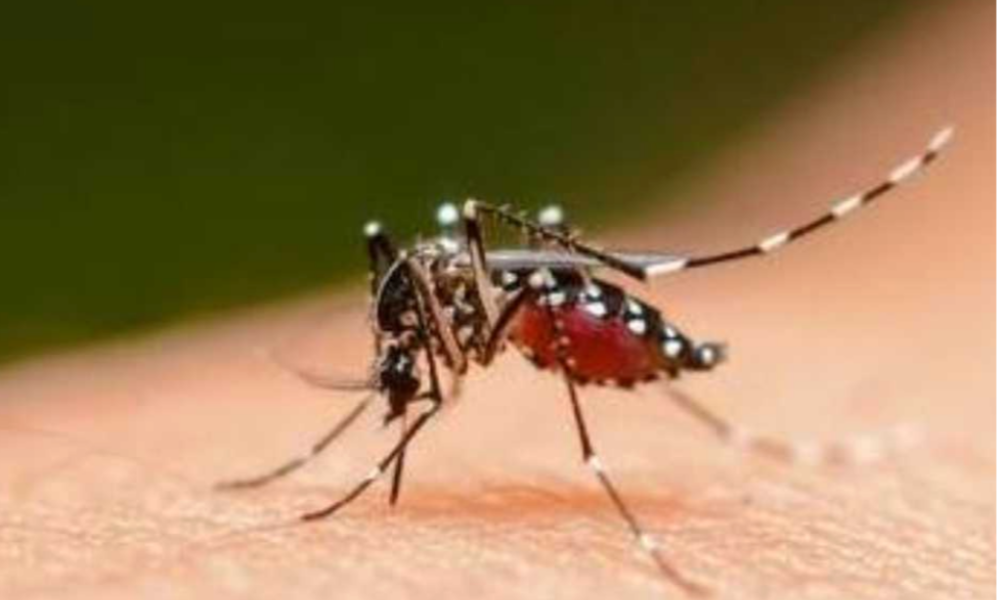 MINISTÉRIO DA SAÚDE EMITE ALERTA POR CASOS DE ABORTOS E MICROCEFALIAS RELACIONADOS A FEBRE OROPOUCHE NO BRASIL