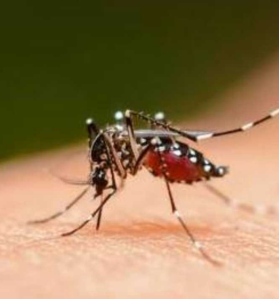 MINISTÉRIO DA SAÚDE EMITE ALERTA POR CASOS DE ABORTOS E MICROCEFALIAS RELACIONADOS A FEBRE OROPOUCHE NO BRASIL