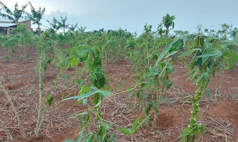 Técnicos alertam sobre praga na mandiocultura mato-grossense