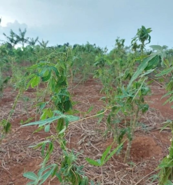 Técnicos alertam sobre praga na mandiocultura mato-grossense