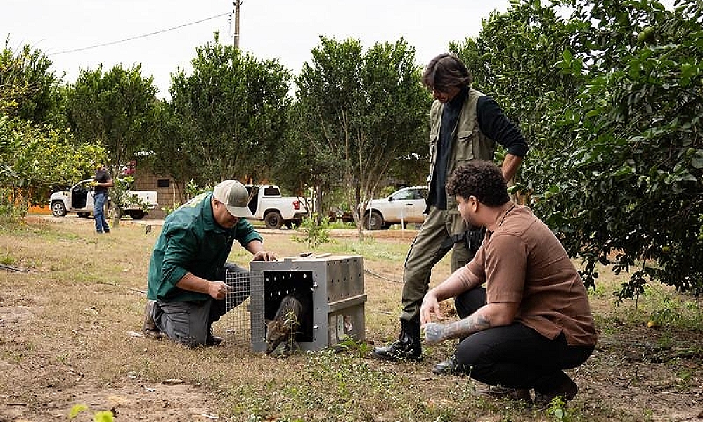 Sema realiza soltura de animais em reserva ecológica no município de São José do Rio Claro