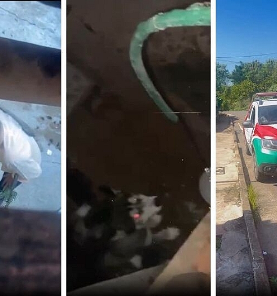 Cachorro vítima de maus-tratos é resgatado em Várzea Grande após denúncia de vizinhos