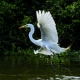 Biodiversidade de Mato Grosso atrai olhares na maior feira mundial de observao de aves