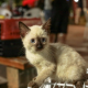 Sade de Cuiab alerta para avano da esporotricose entre humanos e animais