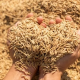 Produtores de arroz tero R$ 300 milhes em apoio garantido pela Conab