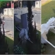 Mulher invade parquia e derruba imagem de So Miguel em Cuiab (Vdeo)