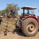 Com apoio tcnico, agricultura familiar de Vrzea Grande aposta no cultivo de maracuj
