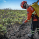 Corpo de Bombeiros combate 38 inc�ndios florestais neste domingo (7)