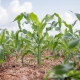 Programa de reintegrao no campo lanado pelo Governo de MT ter prticas agropecurias e extenso rural