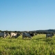 Cceres se destaca e integra o top 5 dos municpios com maior rebanho bovino do pas