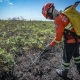 Corpo de Bombeiros combate 14 incêndios florestais nesta segunda-feira (22)