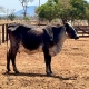 Pecuaristas de Pontes e Lacerda triplicam produo de leite com tecnologia entregue pela Seaf