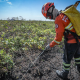 Corpo de Bombeiros combate 15 inc�ndios florestais neste domingo (28)