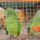 rea de reabilitao e soltura de animais silvestres em Cocalinho recebe 32 aves para reintegrao  natureza