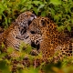 Embratur destaca Pantanal e Mato Grosso como potncias do turismo brasileiro