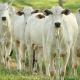 Brasil fortalece a pecuria sustentvel e mantm liderana nas exportaes globais de carne