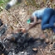 Autores de chacina ocorrida em 2020 em Aripuan so condenados a 68 anos de priso