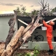 Corpo de Bombeiros remove rvore que caiu sobre residncia aps forte chuva em Primavera do Leste