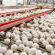 Exportaes de ovos impulsionam agronegcio e reforam liderana brasileira no mercado global