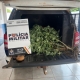 Pol�cia Militar prende mulher por cultivo ilegal de maconha em Canarana