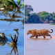 Pantanal de MT conquista o mundo e impulsiona turismo sustentvel na regio