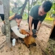 Sema promove reabilita��o de animais resgatados na regi�o do Pantanal