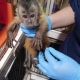 Sema encaminha filhote de macaco-prego resgatado em Alta Floresta para atendimento em cl�nica veterin�ria