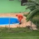 Bombeiros salvam cachorro que se afogava em piscina de resid�ncia fechada em Sorriso