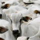 Mato Grosso inicia 2026 com recorde hist�rico nas exporta��es de carne bovina