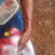 PM impede feminic�dio e prende agressor em Cuiab�