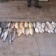 Sema-MT e Pol�cias Militar e Civil apreendem pescado ilegal em fiscaliza��o na piracema