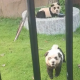 Cachorros panda: zoolgico chins atrai visitantes com filhotes pintados
