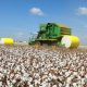 Mato Grosso bate recorde na produo de algodo na safra 23/24