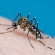 Alerta de Sa�de: Dengue e Chikungunya Avan�am em Mato Grosso
