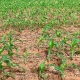 Concluso do plantio de milho em Mato Grosso indica fase crtica das lavouras