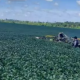 Piloto morre carbonizado em acidente com aeronave agrcola em Nova Monte Verde