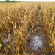 Chuvas intensas em Mato Grosso prejudicam colheita de soja e milho e preocupam produtores