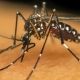 Mais de 80% dos imveis vistoriados em Cuiab tm criadouros do Aedes aegypti, aponta levantamento