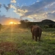 Elefanta Lady morre em santurio de Chapada aos 56 anos