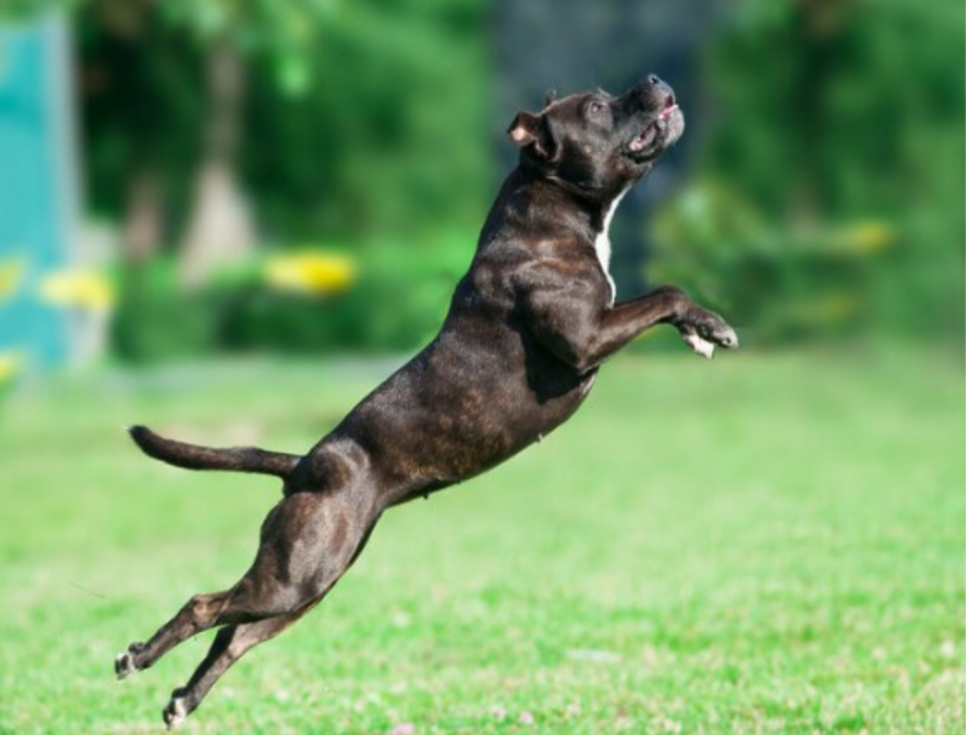 CRIAN�A � ATACADA POR PIT-BULL, E DONO DO ANIMAL ACABA PRESO