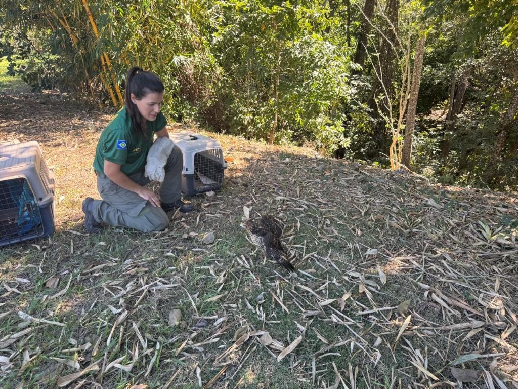 Sema realiza soltura de nove animais ap�s processo de reabilita��o