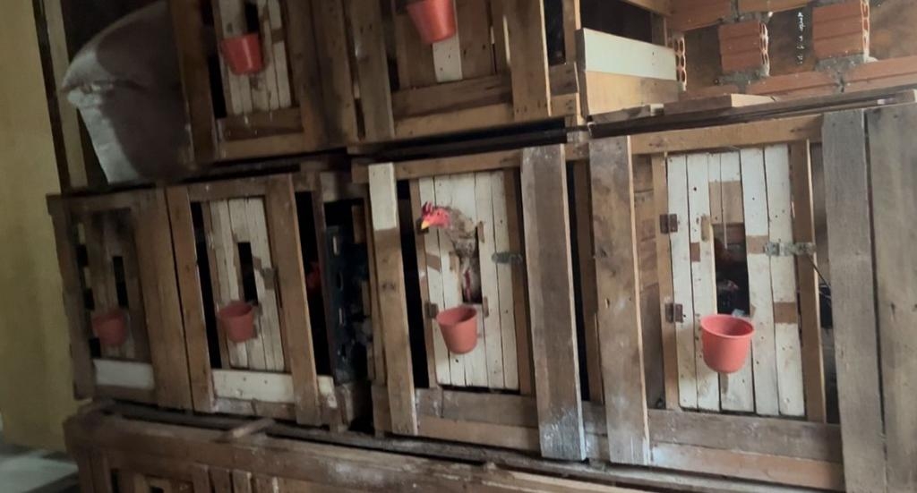 Opera��o Rooster: Pol�cia Civil prende l�der de fac��o, apreende drogas e fecha rinha de galo em Campos de J�lio