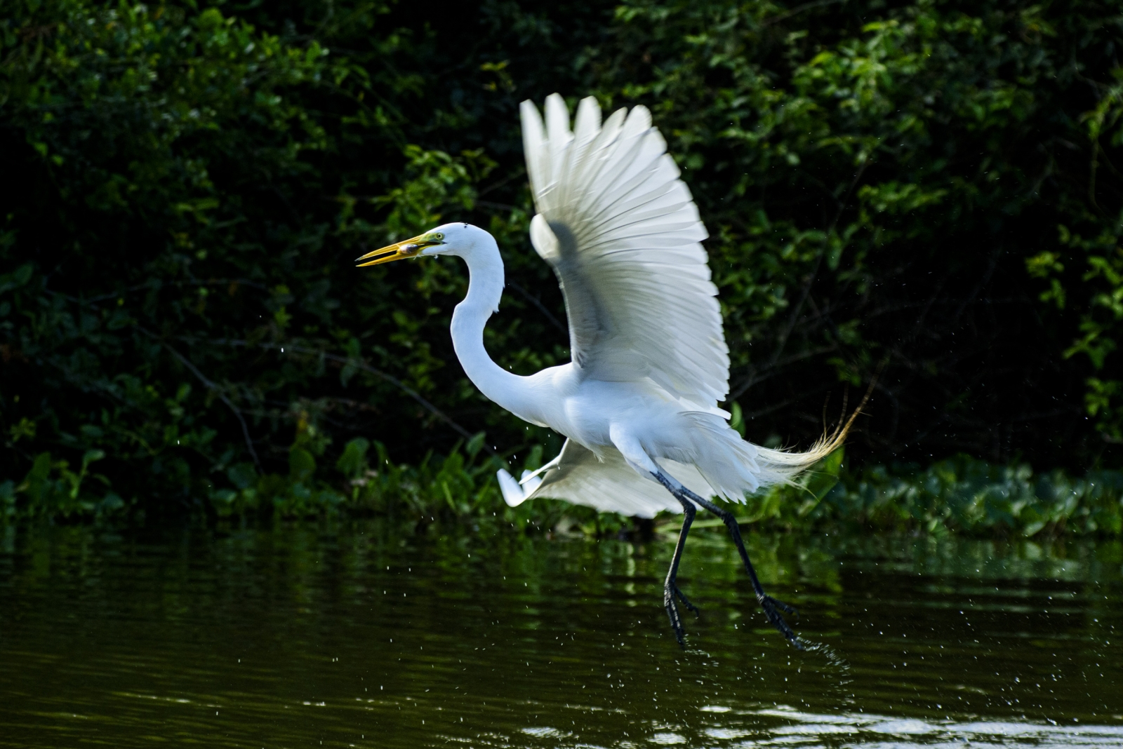 Biodiversidade de Mato Grosso atrai olhares na maior feira mundial de observa��o de aves