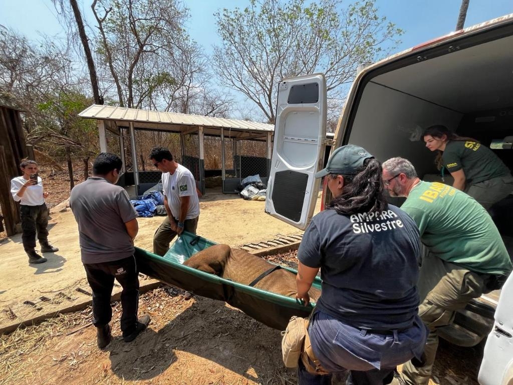 Sema realiza capacitao para manejo e conteno de fauna durante incndios florestais