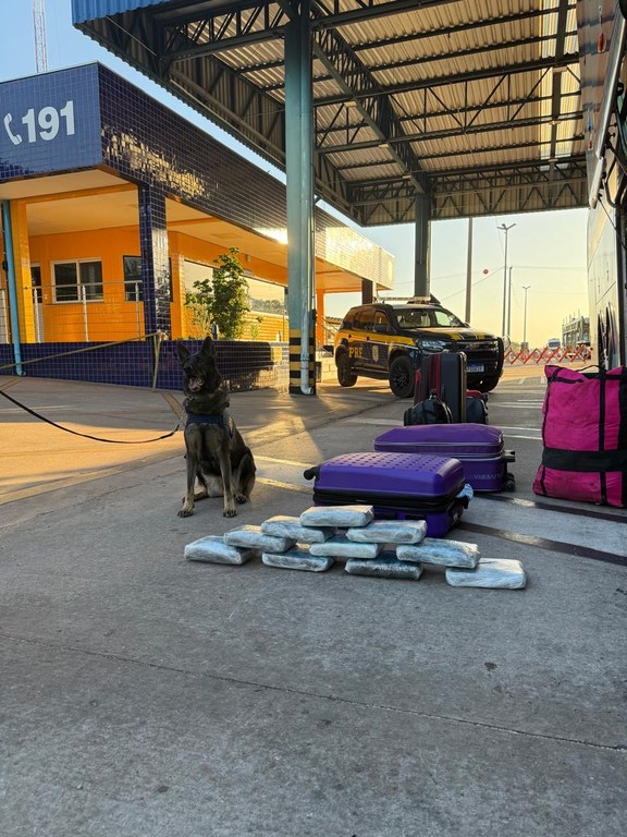 C�es farejadores da PRF ajudam a apreender 10 tabletes de maconha em �nibus na BR-364