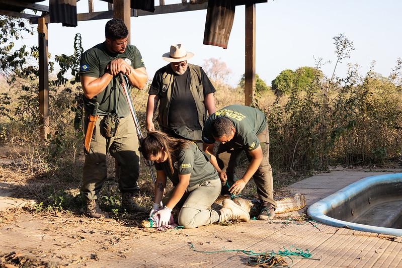 Sema inicia cadastro de volunt�rios para resgate e manejo de animais silvestres em unidades de conserva��o