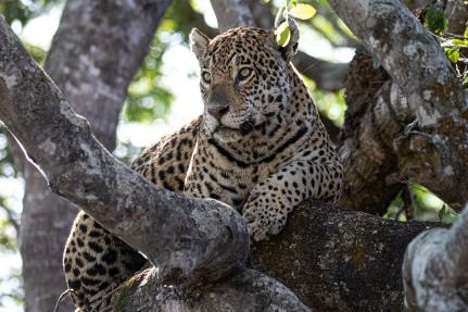 Em procedimento raro, on�a-pintada � taxidermizada em laborat�rio da UFR