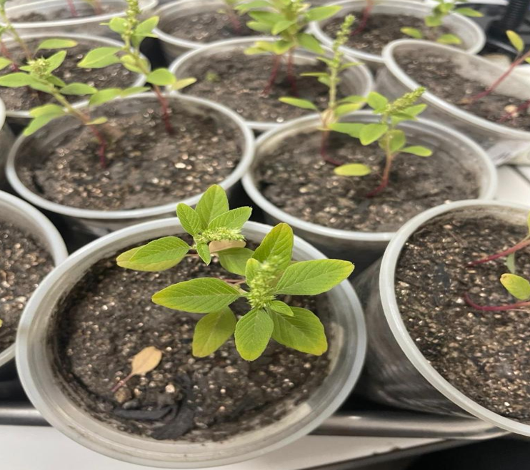 Pesquisadores estudam uso de plantas como alternativa aos herbicidas sint�ticos tradicionais nas lavouras em MT